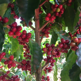 Cafea specialitate macinata NICARAGUA SHG EP El Limoncillo Estate 250g plic
