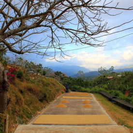 Cafea specialitate MICROLOT macinata COSTA RICA SHG EP CANDELILLA ESTATE TYPICA 250g plic