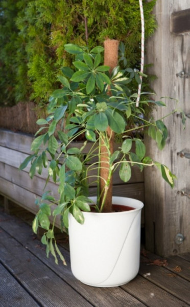 Windhager potporna šipka kokos 110 cm ( WH 05663 )