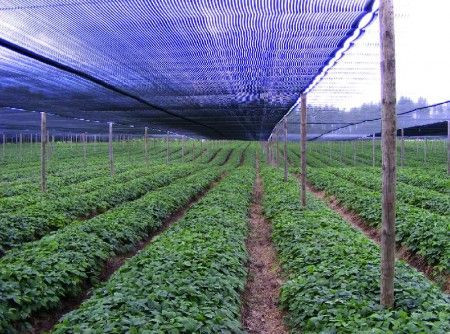 Womax mreža-zaštita od sunca 2x50m ( 0325921 )