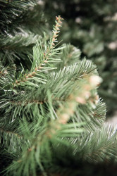 Aljaska Novogodišnja jelka 220 cm