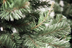 Aljaska Novogodišnja jelka 220 cm