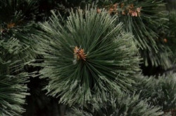 BOR - novogodišnja jelka sa podeljenim vrhovima 220 cm