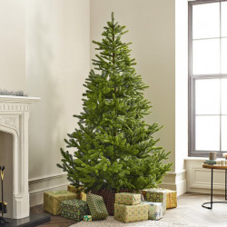 Novogodišnja jelka - Zelena jela Koreana Spruce - visina 150cm ( 68.9980 )