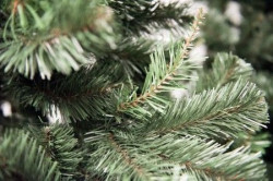 Aljaska Novogodišnja jelka 250 cm