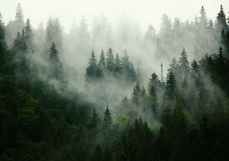 Papiers peints naturels qui amènent la fraîcheur