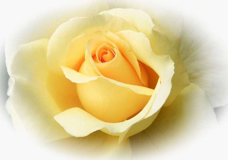 Papier peint - Belle rose jaune -1569