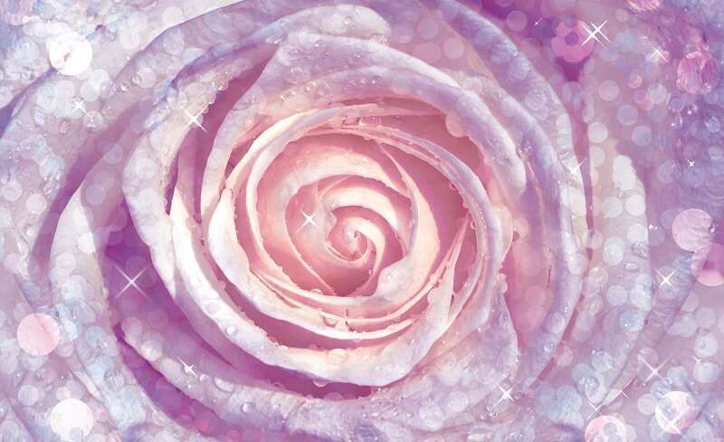 Papier peint - Rose unique élégante -2157