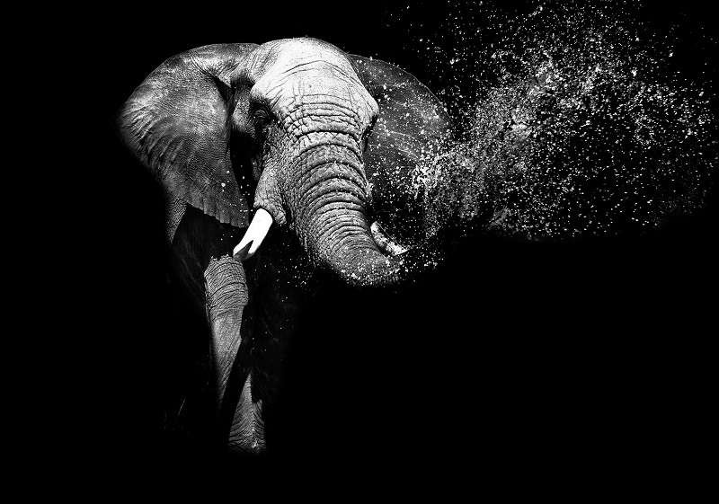 African Elephant black and white image 11769