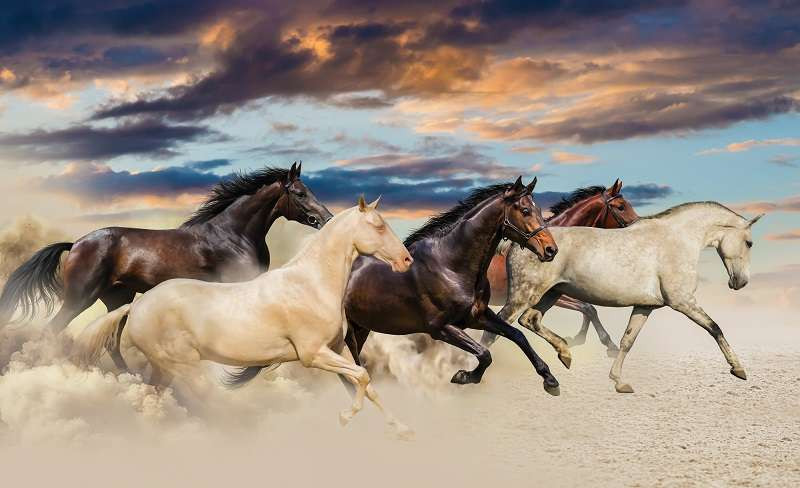 Courir des chevaux sauvages, papiers peints animaux - 2964