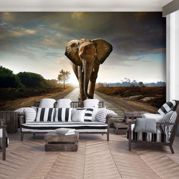 Poster  d'animaux sauvages - Eléphants - 12616