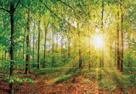 Papier peint de salon - Rayons de soleil à travers la forêt verte - 13462