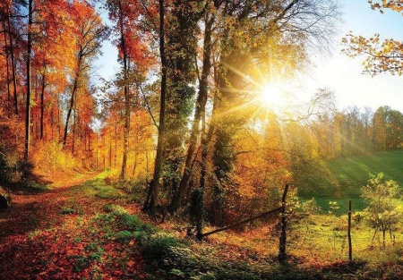 Papier peint - Forêt d'automne colorée au lever du soleil - 12108