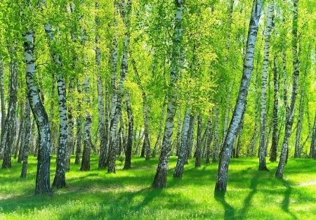 Papier peint Forêt de bouleaux - 14554