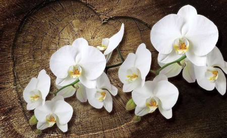 Poster - Message d'amour avec des orchidées -1014