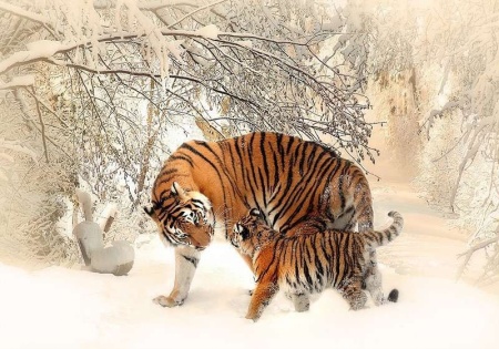 Papier peint d'animal sauvage - Tigres de Sibérie en hiver - 13004
