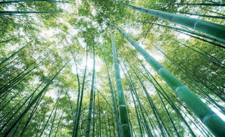 Poster d'art de forêt de bambou - 150