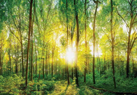 Papier peint de soleil du matin dans la forêt - 13461