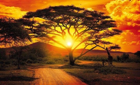 Papier peint - Coucher de soleil dans la savane, la nature de l'Afrique - 400