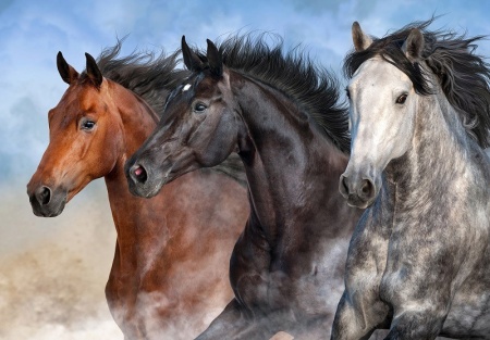 Poster Mural - 14137