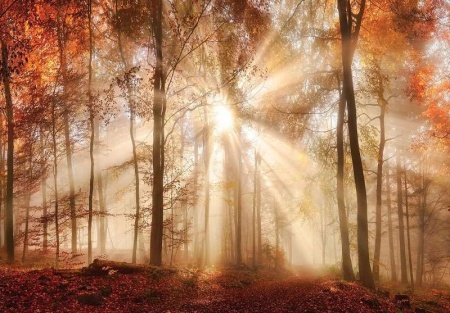 Papier peint - Rayons de soleil à travers la forêt d'automne - 10471