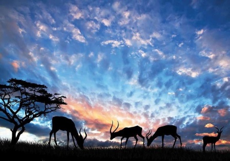 Papiers peints d'animaux - Antilopes d'Afrique - 12642
