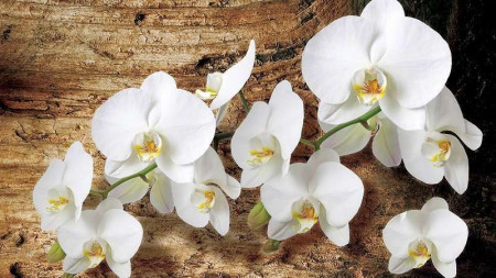 Poster d'orchidées blanches -1017