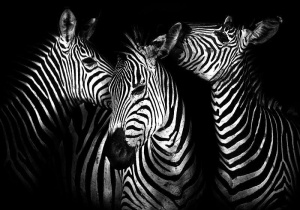 Papier peint d'animaux en noir et blanc - Zèbres - 11761