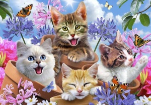 Papier peint pour filles de chats drôles - 12876