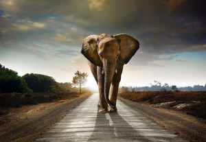 Poster d'animaux sauvages - Eléphants - 12616