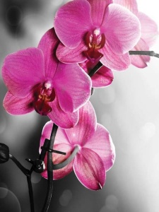 Papier peint d'orchidées roses - 10155A