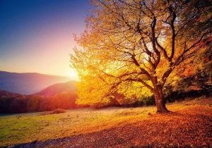 Papier peint coloré - Forêt d'automne avec des feuilles qui tombent - 12640