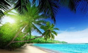 Palmiers verts sur une plage lointaine, image relaxante - 736