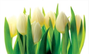 Papier peint pour la salle à manger - Bouquet de tulipes - 894