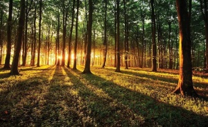 Rayons de soleil traversant la forêt - 2226