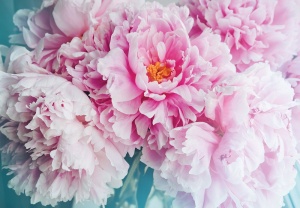 Papier peint Pivoines roses - 14586