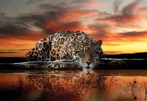 Poster animalier - Panthère (jaguar) - 126