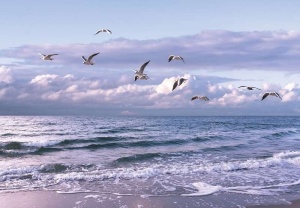 Papier peint - mouettes sur une plage solitaire - 13051