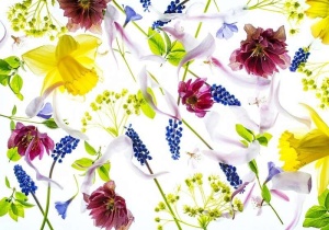 papier peint pour salon - Narcisse et autres fleurs sauvages - 13019
