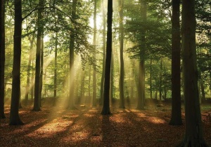 Papier peint - Rayons de soleil dans la forêt - 10331