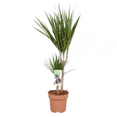 Dracaena marginata - Copacul dragon 2 tulpini