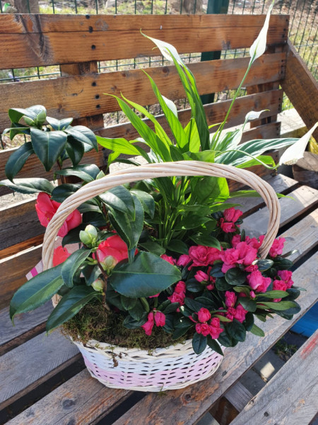 aranjament-floral-cu-Camelia-Japonica-crinul-pacii
