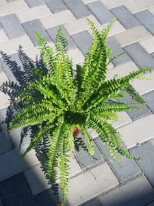 Feriga 55cm