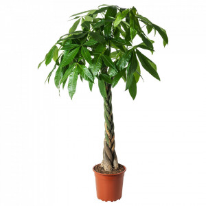 Pachira Copacul banilor 120cm