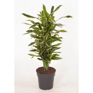 Dracaena fragrans - Copacul chinezesc al banilor