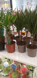 Dracena mica in ghiveci