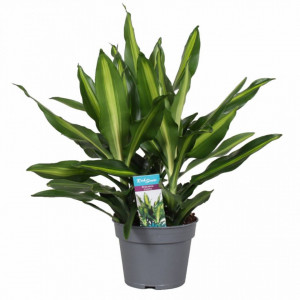 Dracaena fragrans mica - Copacul chinezesc al banilor