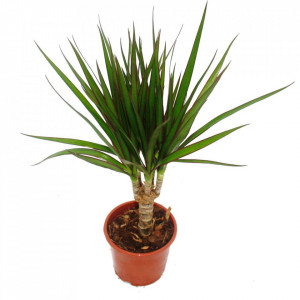 Dracena mica in ghiveci