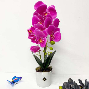 Orhidee alb cu roz cu aspect natural in ghiveci ceramic alb, 50 cm