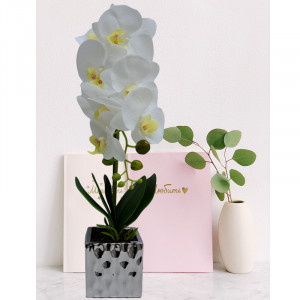 Orhidee cu aspect natural in ghiveci ceramic argintiu, 50 cm